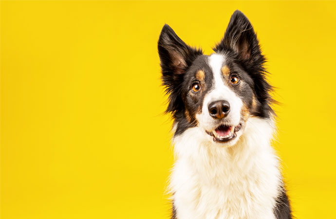 Dogs Trust
