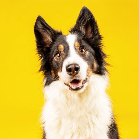Dogs Trust